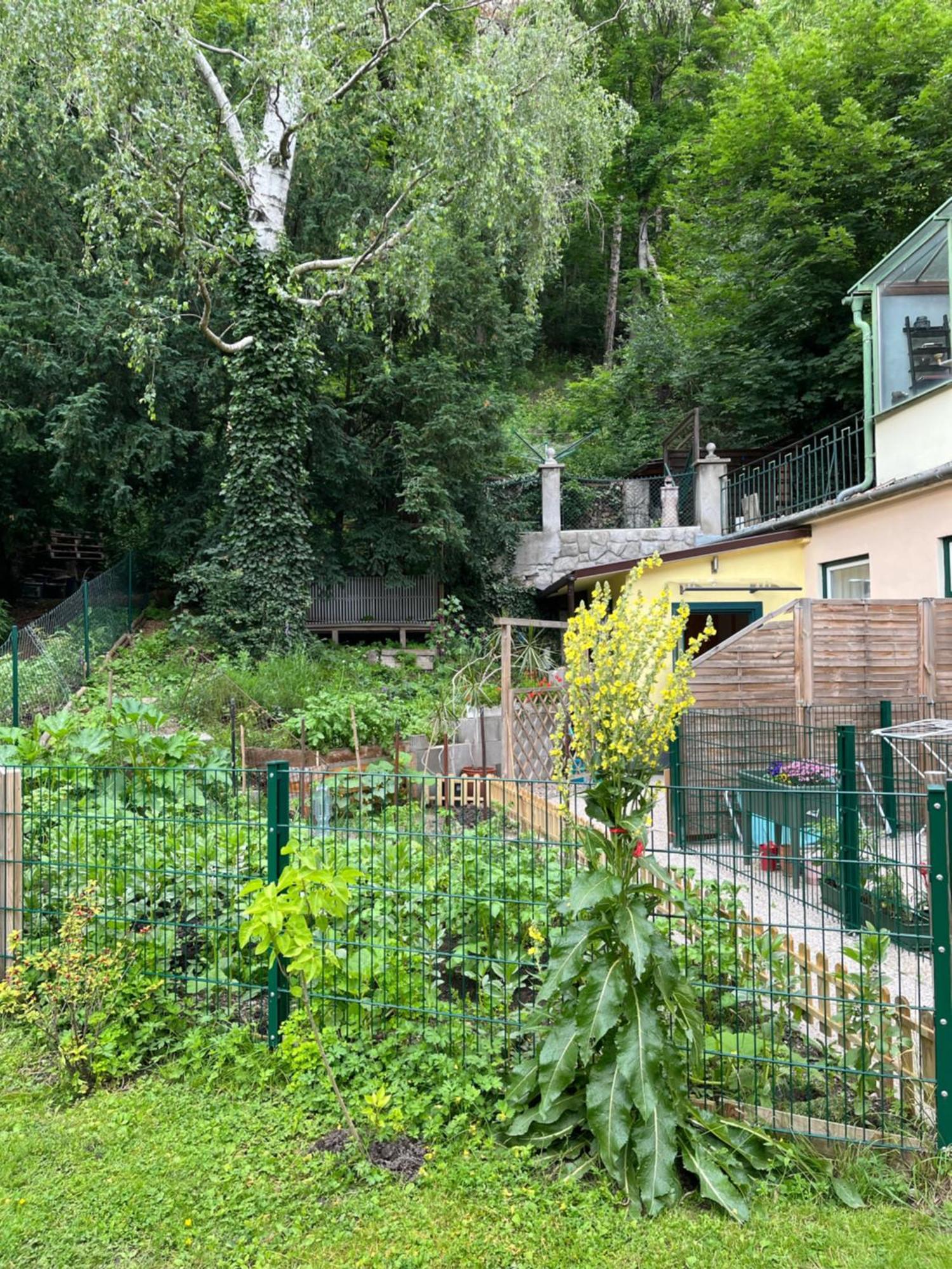 Schoene Wohnung Im Helenental 巴登 外观 照片